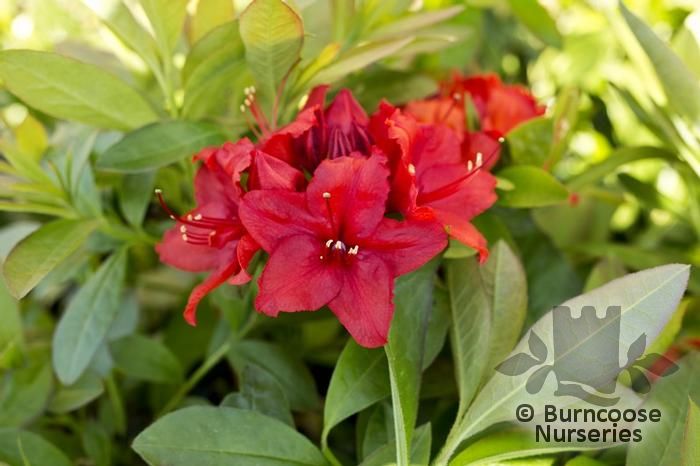 AZALEA - DECIDUOUS 'Nabucco'  