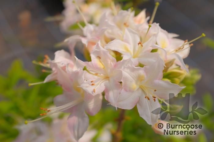 AZALEA - DECIDUOUS 'Summer Fragrance'  