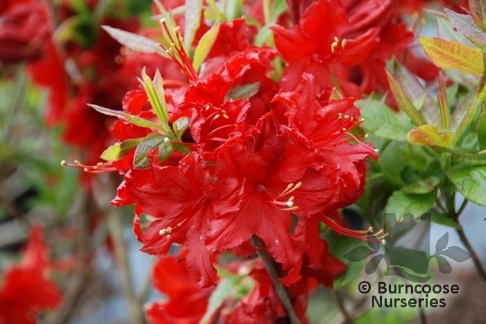 AZALEA - DECIDUOUS 'Wallowa Red'  
