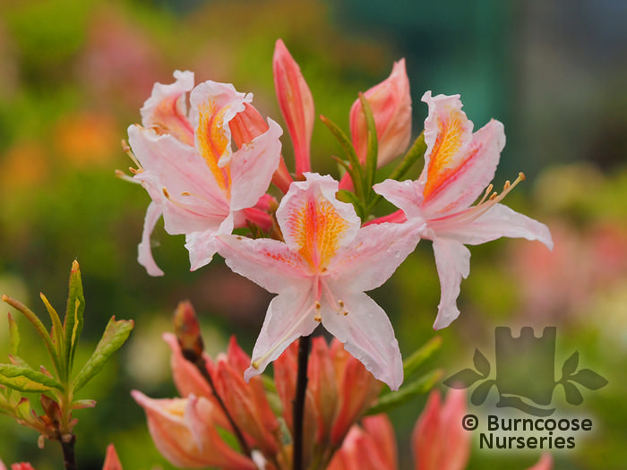 AZALEA - DECIDUOUS 'Irene Koster'  