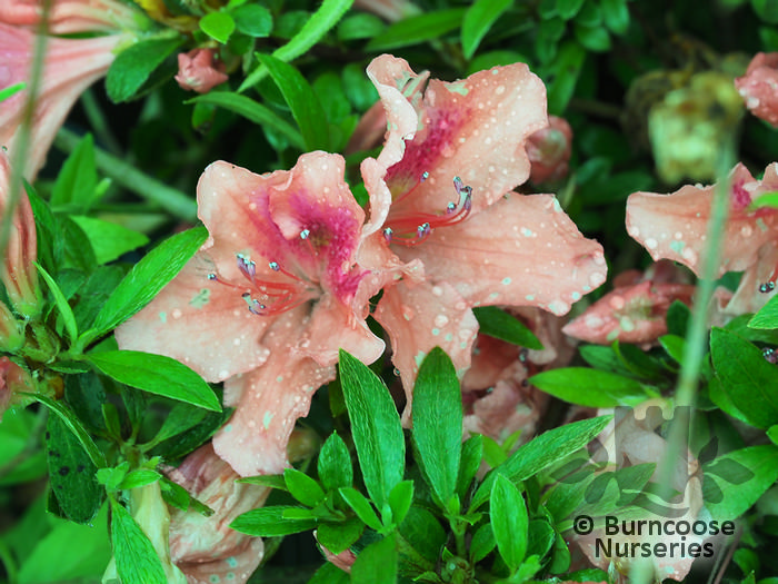 AZALEA - EVERGREEN 'Late Love'  