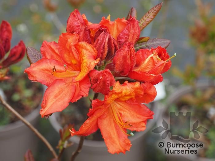 AZALEA - DECIDUOUS 'Mary Poppins'  