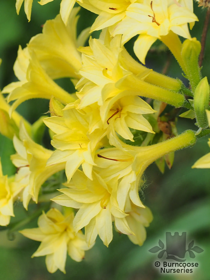 AZALEA - DECIDUOUS 'Narcissiflorum'  