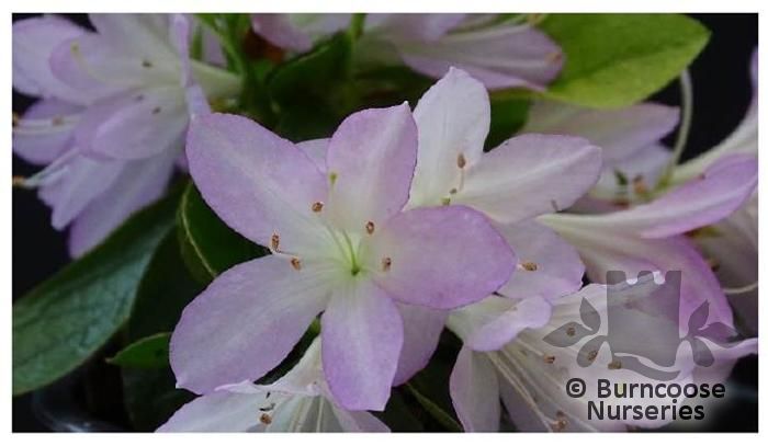 AZALEA - EVERGREEN 'Omoine'  