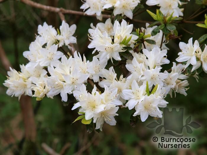 AZALEA - EVERGREEN 'Shin sekai'  