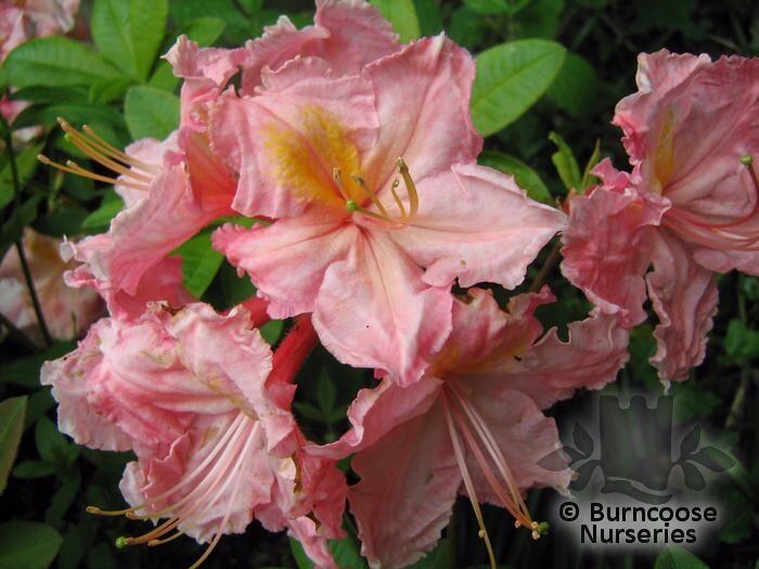 Azalea - Deciduous 'Strawberry Ice' from Burncoose Nurseries