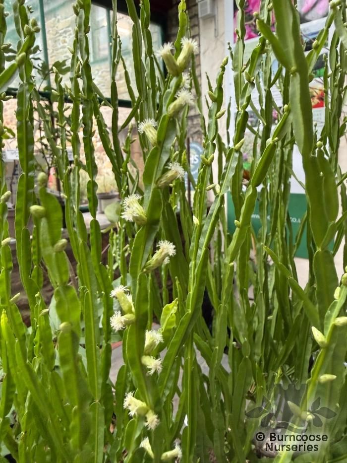 BACCHARIS genistelloides  