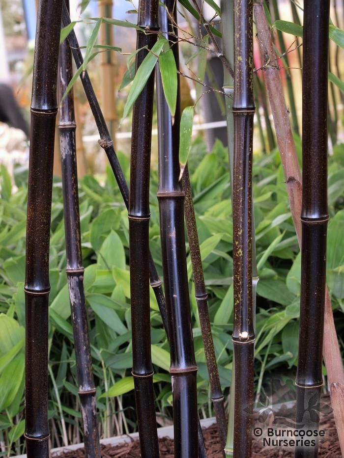 Bamboo Phyllostachys Nigra from Burncoose Nurseries