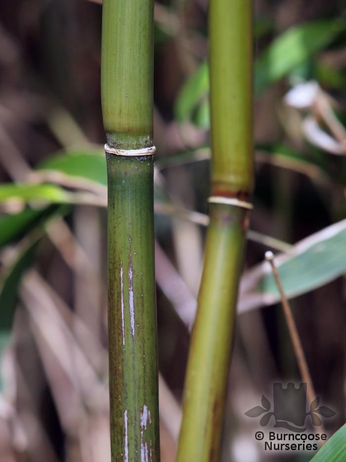 Bamboo Yushania Anceps from Burncoose Nurseries