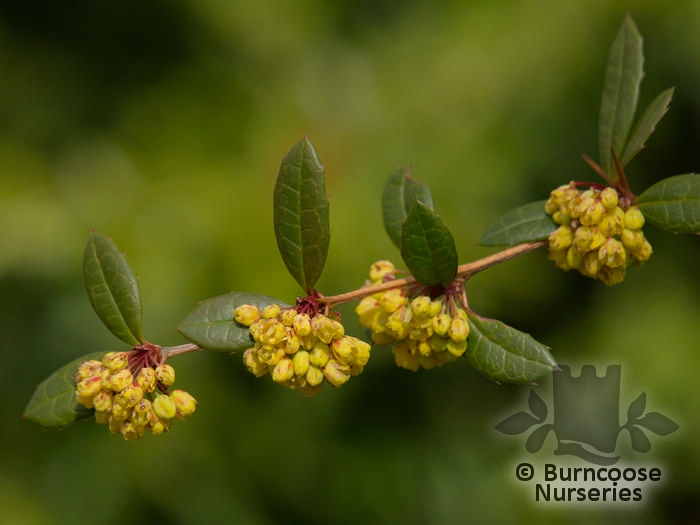 BERBERIS julianae  