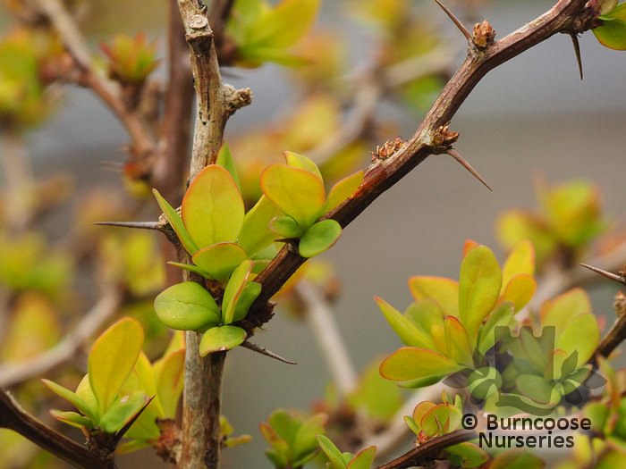 BERBERIS thunbergii 'Aurea' 