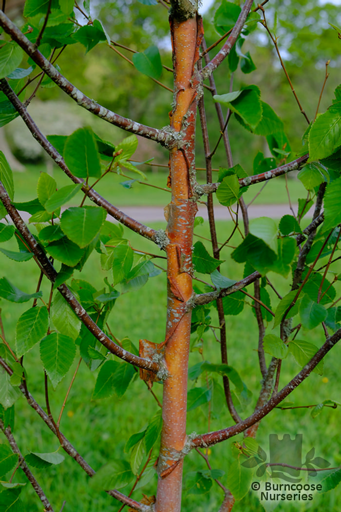 BETULA utilis subsp. albosinensis 'China Rose'