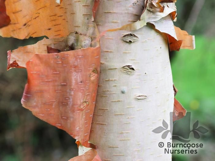 BETULA utilis subsp. albosinensis 'Pink Champagne'