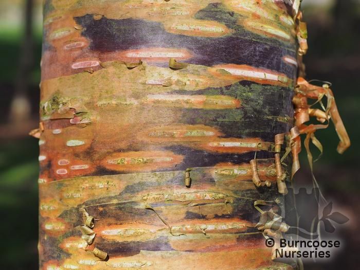 BETULA ermanii 'Mt. Zao Purple' 