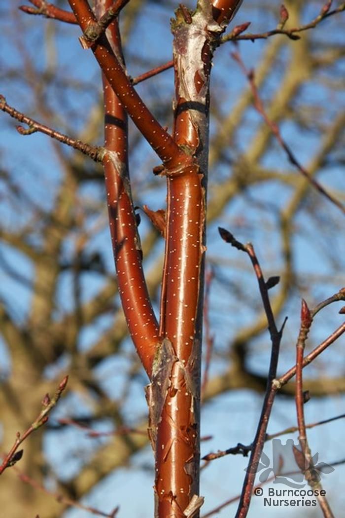 BETULA 'Fascination'  
