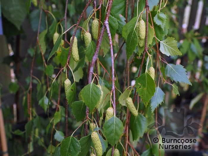 BETULA pendula 'Youngii' 