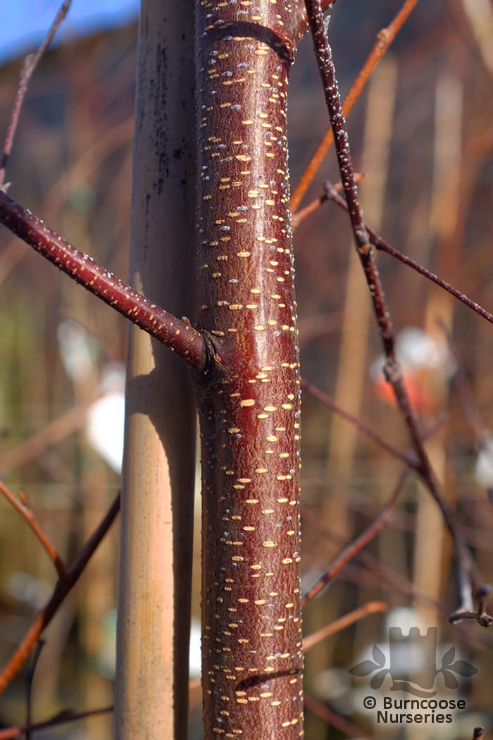 BETULA 'Royal Frost'  