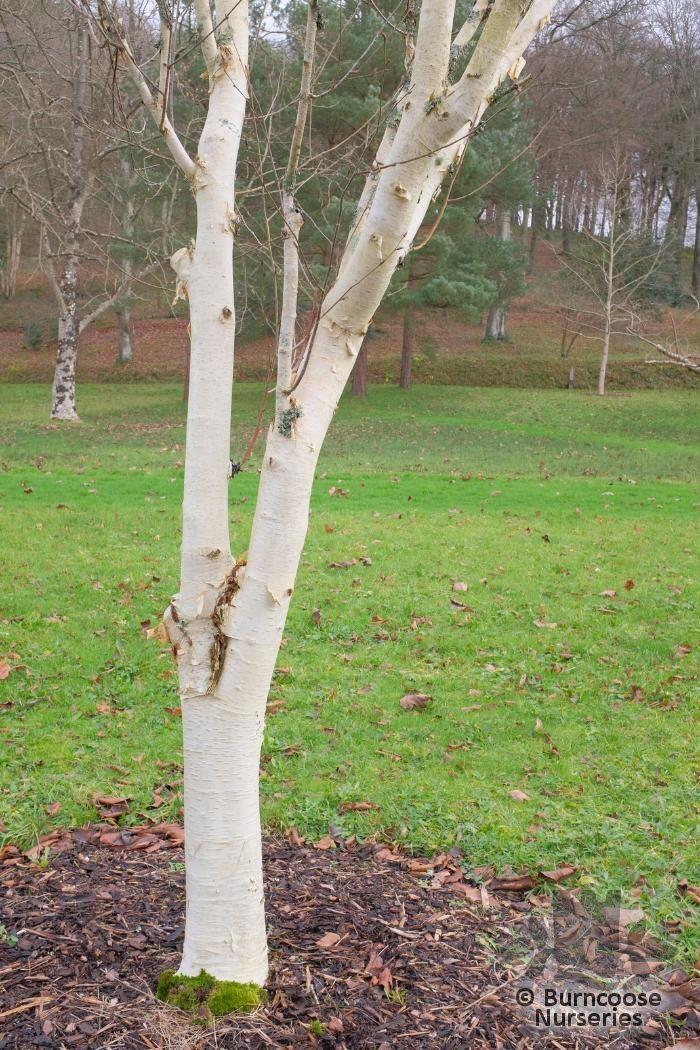 Betula Utilis Subsp. Jacquemontii 'Grayswood Ghost' from Burncoose ...