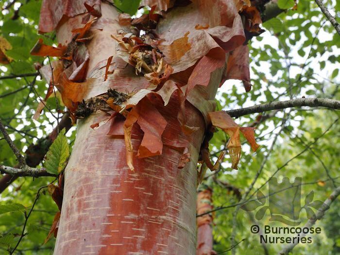 BETULA utilis subsp. albosinensis 'Chinese Garden'