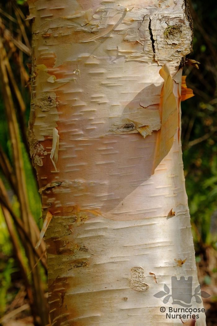 BETULA utilis subsp. utilis 'Nepalese Orange'