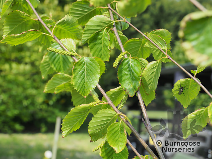 BETULA utilis subsp. utilis 'Wakehurst Place Chocolate'