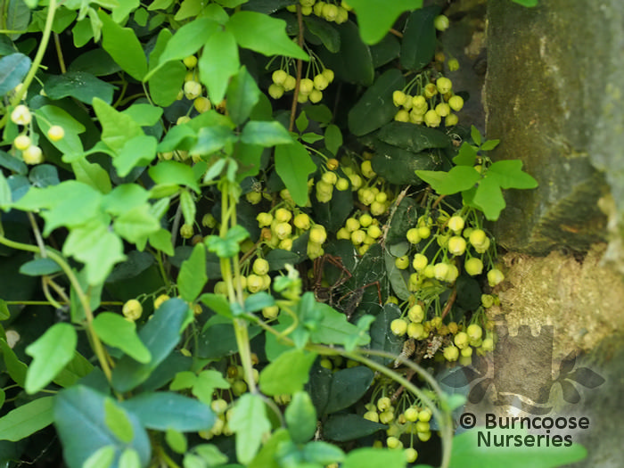 Boquila Trifoliolata from Burncoose Nurseries