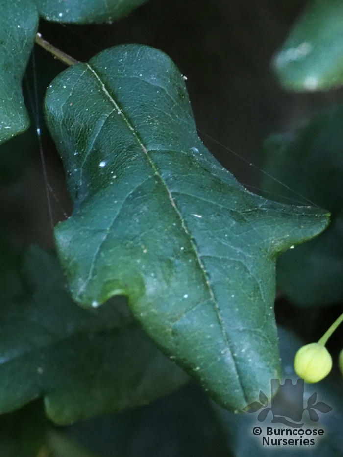 Boquila Trifoliolata from Burncoose Nurseries