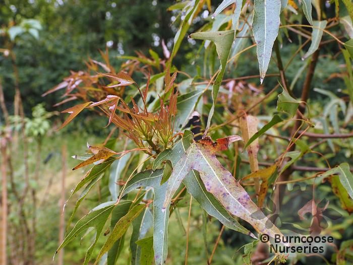 BRACHYCHITON acerifolius  