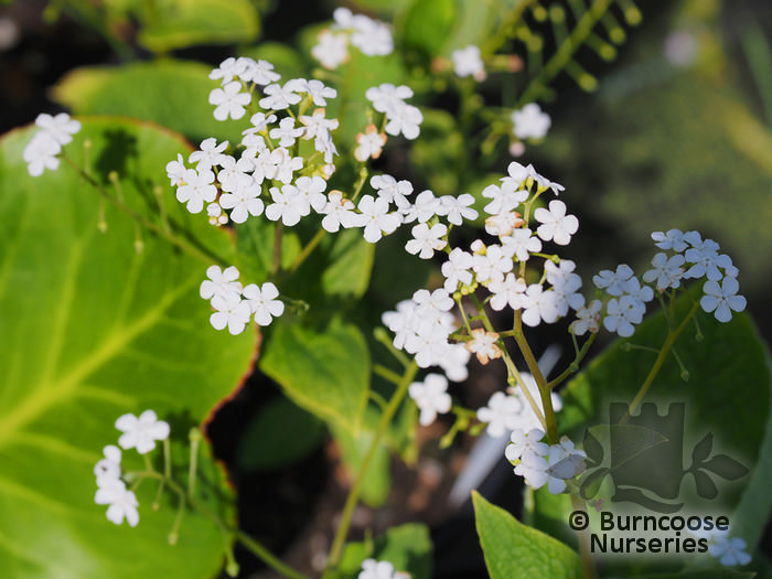 BRUNNERA macrophylla 'Betty Bowring' 