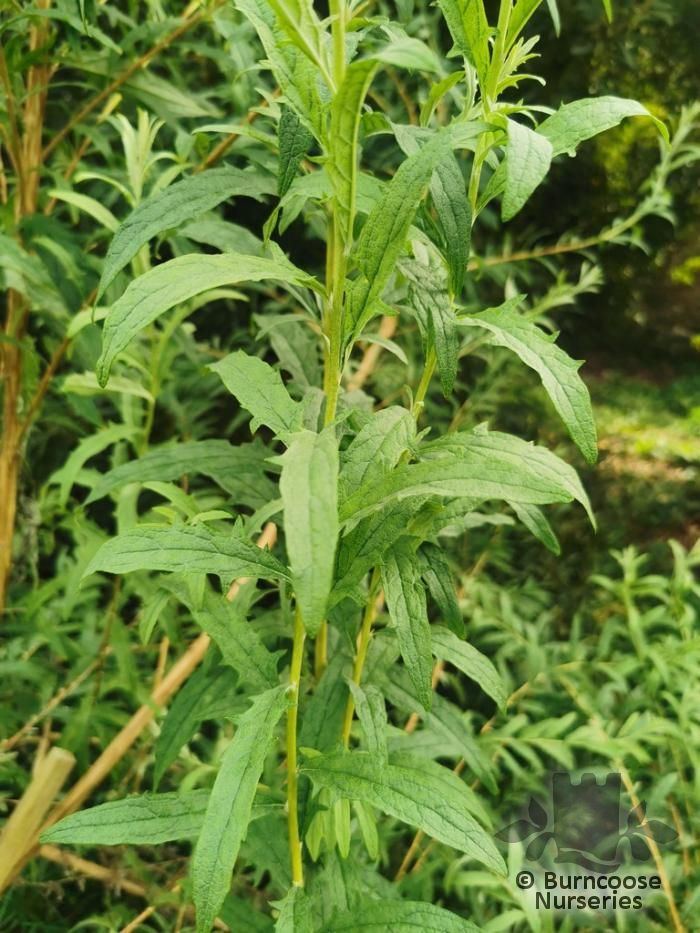 BUDDLEJA tsetangensis  