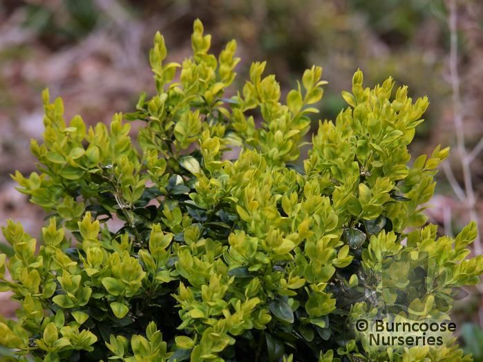 Buxus from Burncoose Nurseries