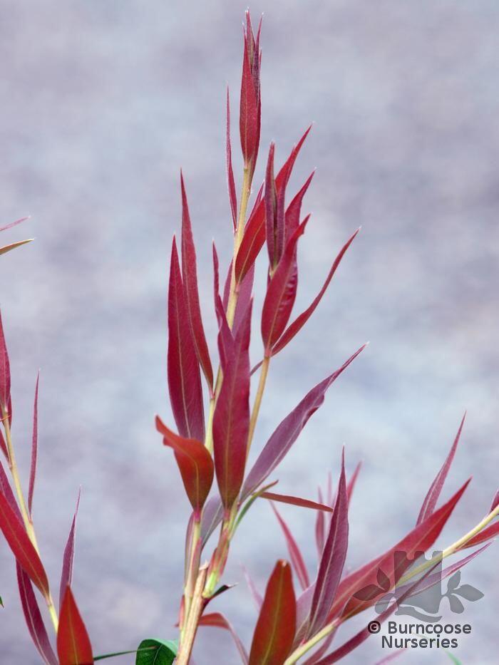 CALLISTEMON salignus  