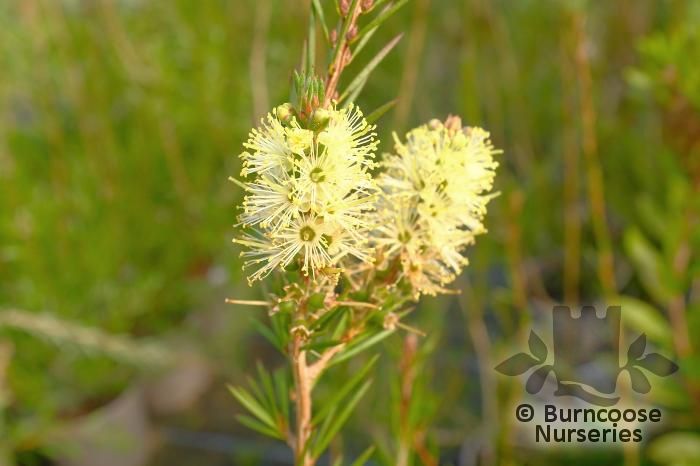 CALLISTEMON 'Widdicombe Gem'  