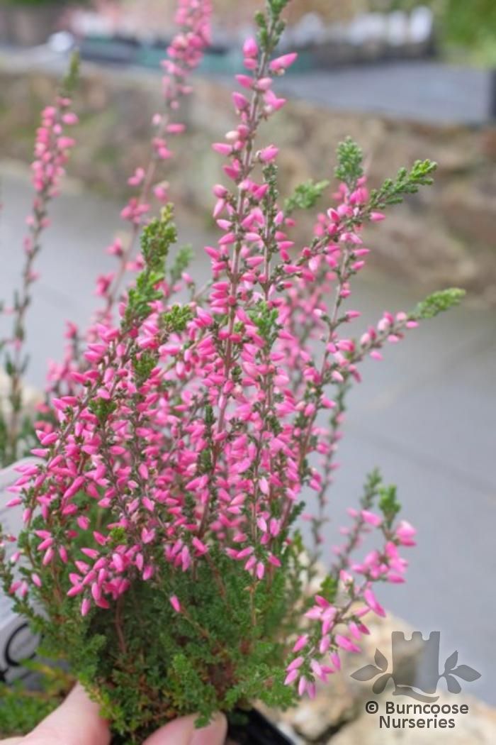 Pink Heather Flower Border (calluna Vulgaris, Erica, Ling) On