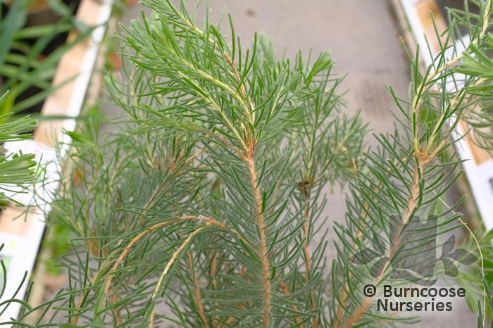 CALOTHAMNUS quadrifidus Grey form 
