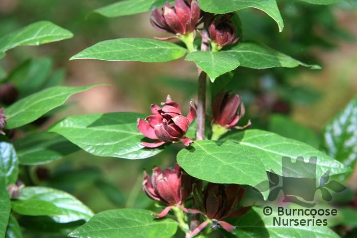 CALYCANTHUS floridus 'Michael Lindsey' 