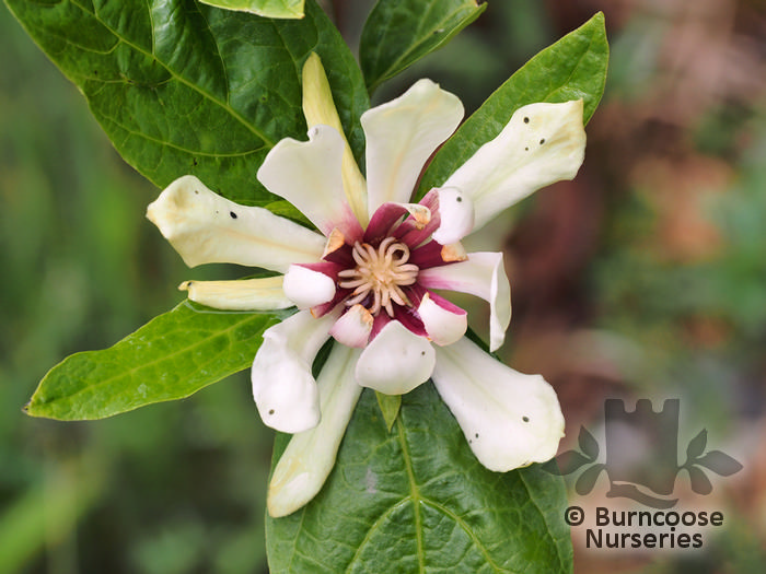 CALYCANTHUS 'Venus' CALYCANTHUS 'Venus'