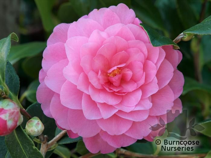 CAMELLIA 'Water Lily