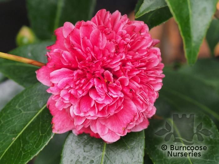 CAMELLIA 'Betty Robinson'  