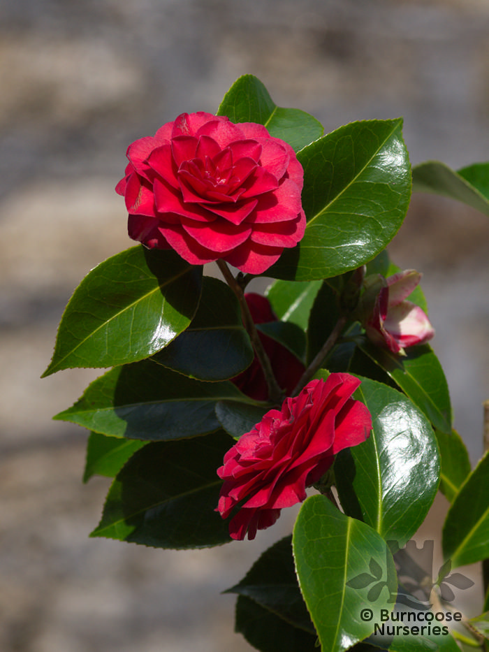 Цветок камелии с черной гривой. Camellia reticulata. Камелия красная куст. Camellia Black Lace. Камелия дарк Кинг.