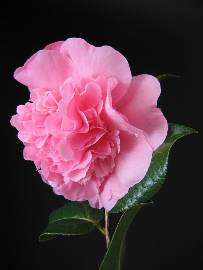 CAMELLIA 'Bonnie Marie'  