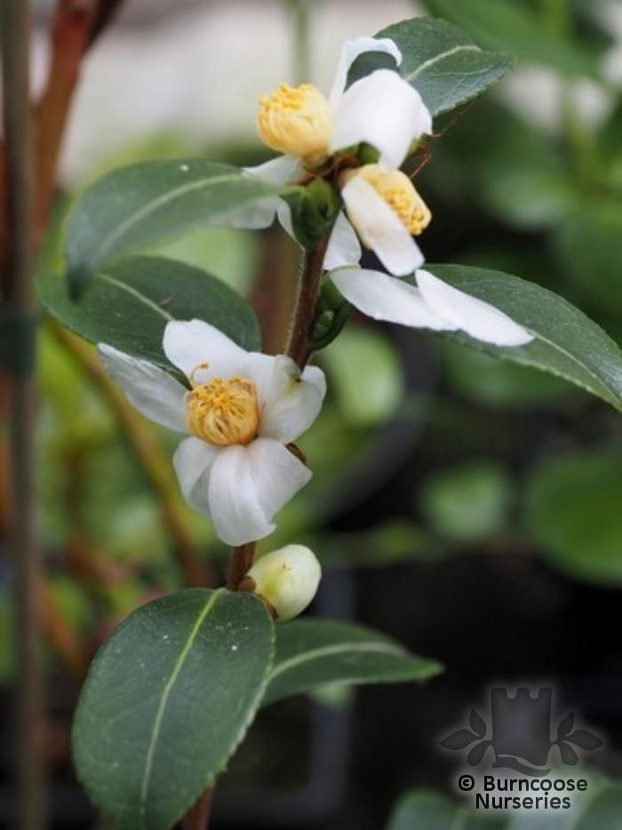 Camellia Brevistyla from Burncoose Nurseries