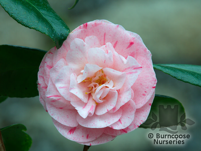 Camellia 'Carter'S Sunburst' from Burncoose Nurseries