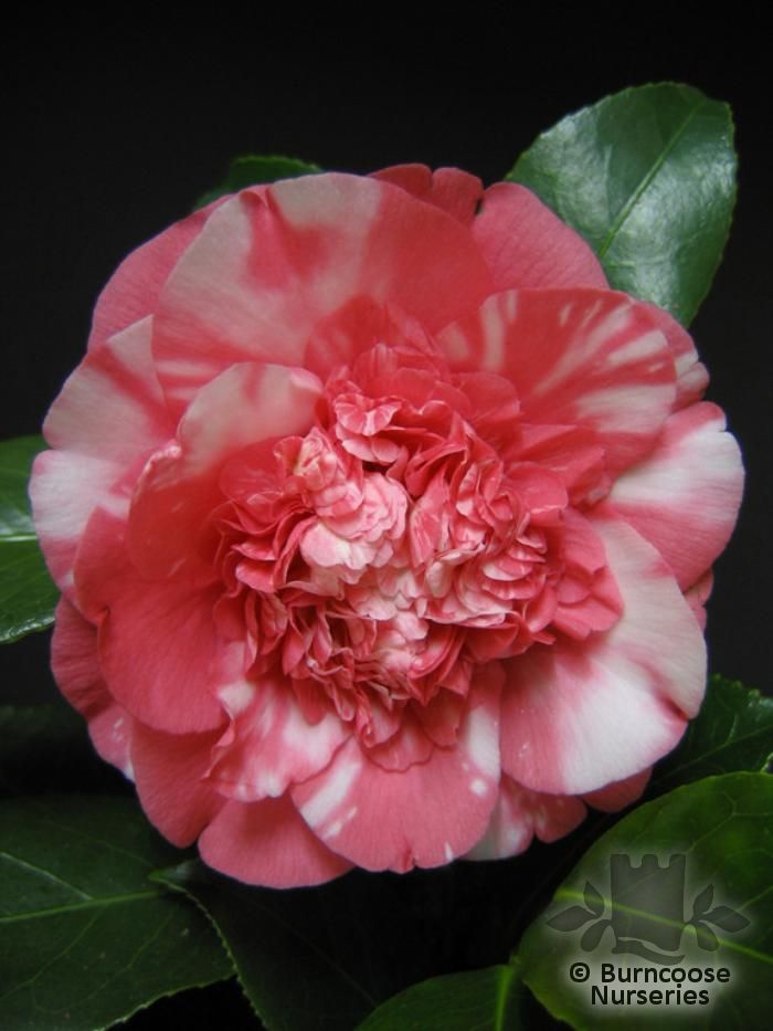 CAMELLIA 'Chandleri'  