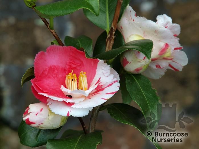 CAMELLIA 'Dainty'  
