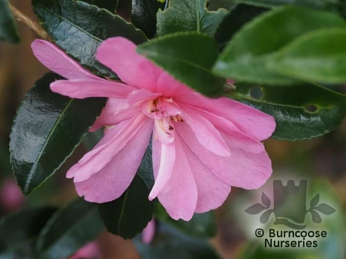 CAMELLIA 'Elfin Rose'  