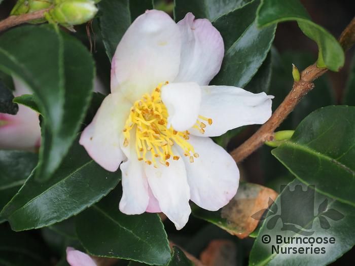 CAMELLIA 'Frosted Star'  