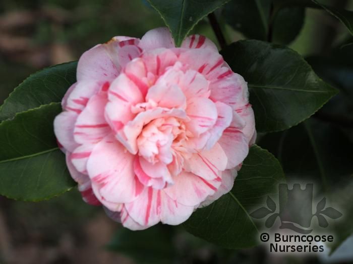 CAMELLIA 'Italiana Vera'  
