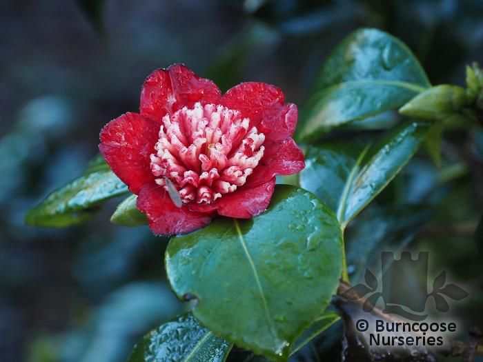 CAMELLIA japonica 'Bokuhan' 