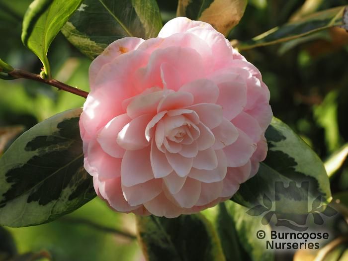 CAMELLIA 'Kerguelen'  